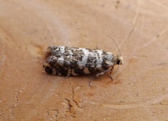 Common Spruce Bell (Epinotia tedella)