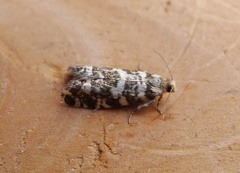 Stripet grankveldvikler (Epinotia tedella)