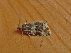 Common Marble (Celypha lacunana)