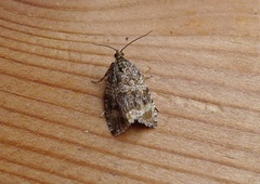 Common Marble (Celypha lacunana)