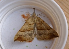 Snout (Hypena proboscidalis)