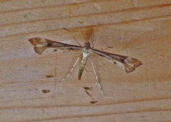 Triangle Plume (Platyptilia gonodactyla)