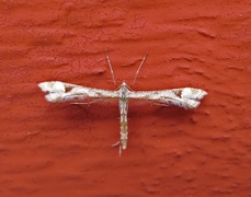 Triangle Plume (Platyptilia gonodactyla)