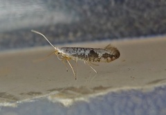 Netted Argent (Argyresthia retinella)