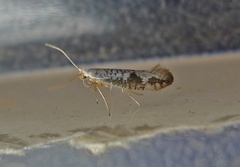 Argyresthia retinella