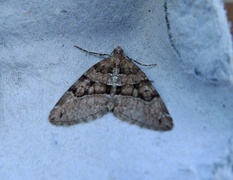 Chestnut-coloured Carpet (Thera cognata)