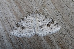 Welsh Wave (Venusia cambrica)