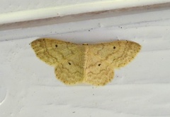 Randengmåler (Idaea biselata)