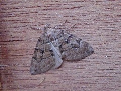 Chestnut-coloured Carpet (Thera cognata)