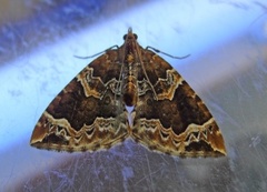 The Phoenix (Eulithis prunata)