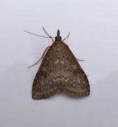 Dusky Pearl (Udea prunalis)