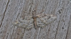 Double-striped Pug (Gymnoscelis rufifasciata)