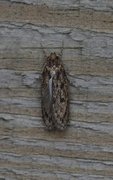 Brown House Moth (Hofmannophila pseudospretella)