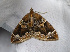 The Phoenix (Eulithis prunata)