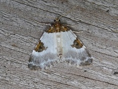 Blue-bordered Carpet (Plemyria rubiginata)