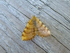 Rannoch Looper (Macaria brunneata)