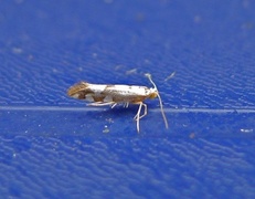 Gold-ribbon Argent (Argyresthia brockeella)
