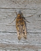 Brown House Moth (Hofmannophila pseudospretella)
