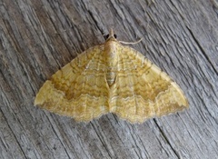 Yellow Shell (Camptogramma bilineata)