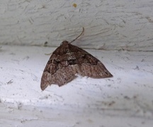 Brun einerbarmåler (Thera cognata)