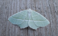 Light Emerald (Campaea margaritaria)