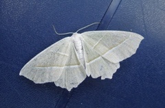 Light Emerald (Campaea margaritaria)
