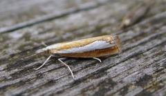 Pearl-band Grass Veneer (Catoptria margaritella)