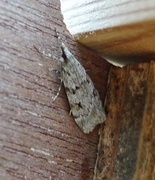 Large Grey (Scoparia subfusca)