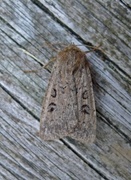 Double Dart (Graphiphora augur)