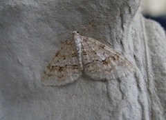 Welsh Wave (Venusia cambrica)
