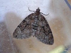 Chestnut-coloured Carpet (Thera cognata)