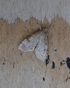 Dusky Pearl (Udea prunalis)