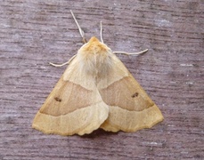 Bølgemåler (Crocallis elinguaria)