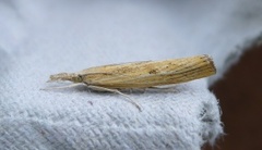Barred Grass-veneer (Agriphila inquinatella)