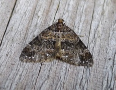 Barred Carpet (Martania taeniata)