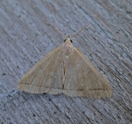 The Fan-foot (Herminia tarsipennalis)