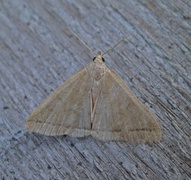 Gråbrunt viftefly (Herminia tarsipennalis)