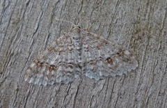 Welsh Wave (Venusia cambrica)