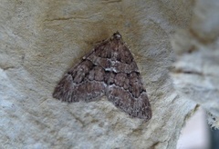 Chestnut-coloured Carpet (Thera cognata)