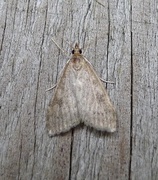 Dusky Pearl (Udea prunalis)