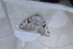 The V-Moth (Macaria wauaria)