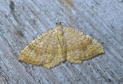 Yellow Shell (Camptogramma bilineata)