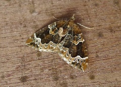 The Phoenix (Eulithis prunata)