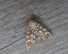 Brown China-mark (Elophila nymphaeata)