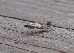 Lilac Leafminer (Gracillaria syringella)
