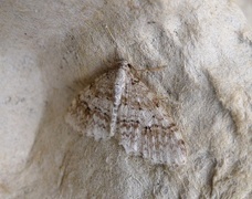 Welsh Wave (Venusia cambrica)