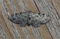 Green Pug (Pasiphila rectangulata)