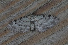Green Pug (Pasiphila rectangulata)