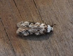 White-shouldered House Moth (Endrosis sarcitrella)