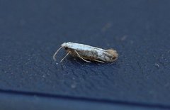 Netted Argent (Argyresthia retinella)